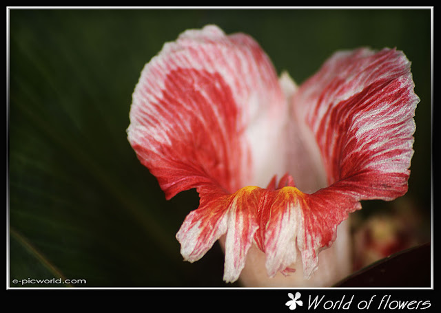 flower picture
