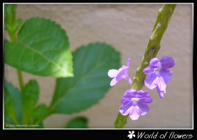 flower picture