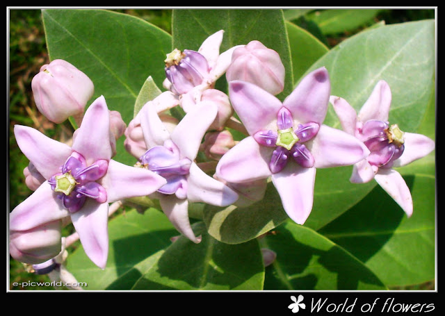 flower picture