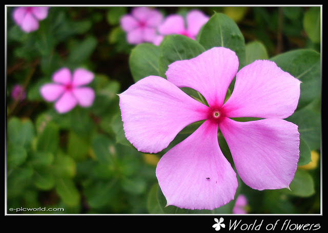 kemunting cina flower picture