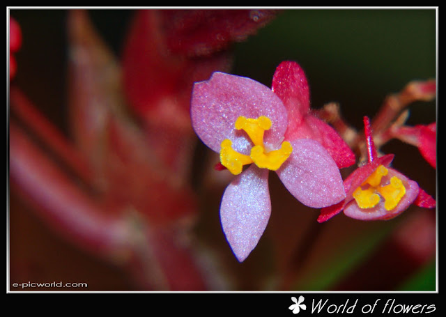 flower picture