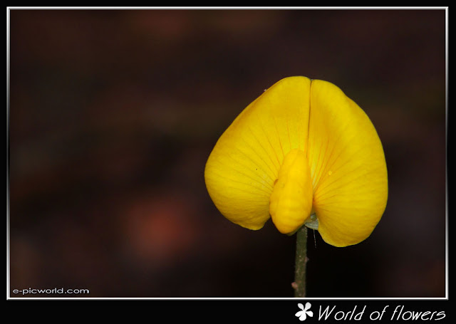 flower picture