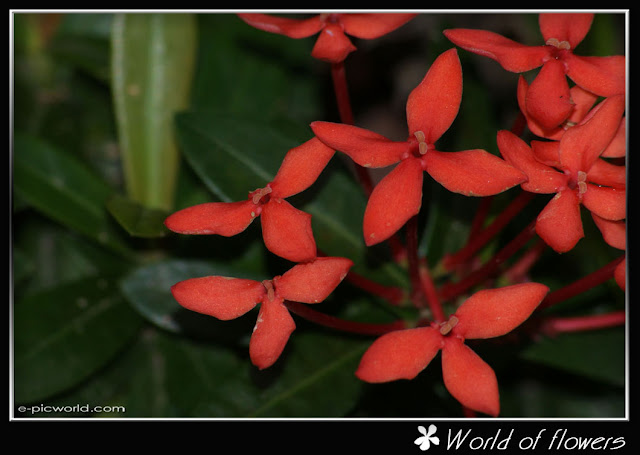 ixora flower picture