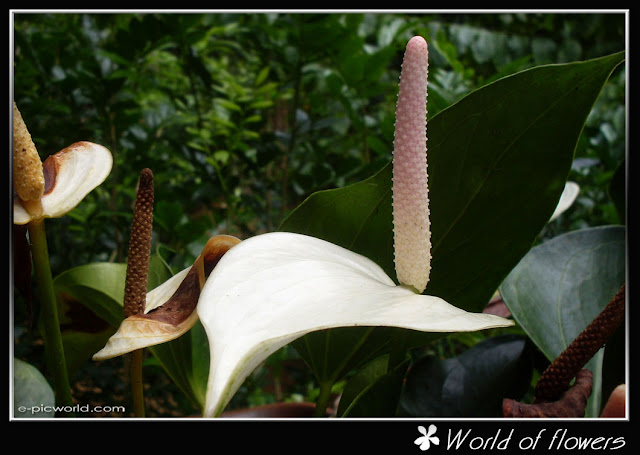flower picture