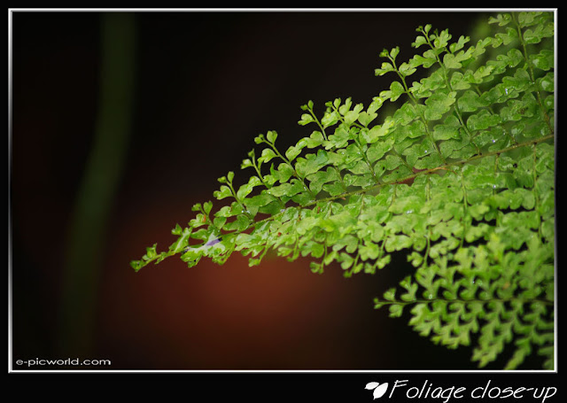 Foliage close up picture