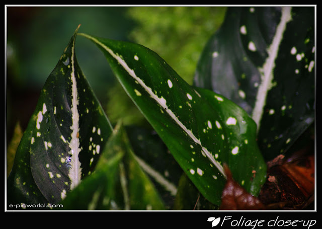 Foliage close up picture