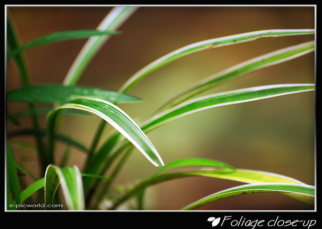 Foliage close up picture