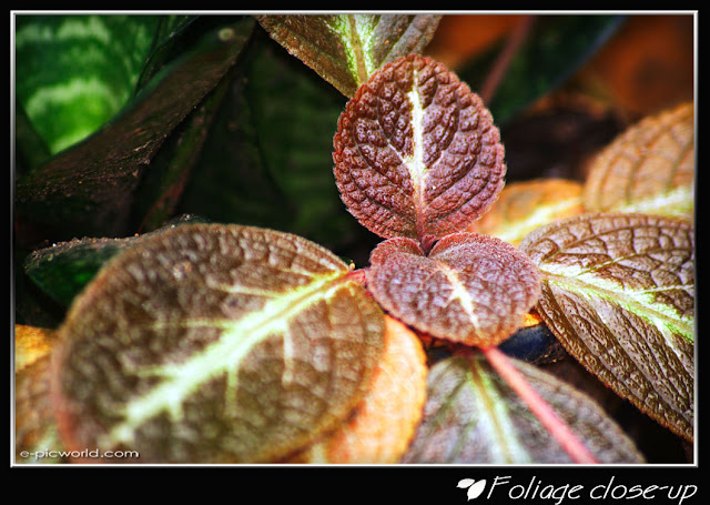 Foliage close up picture
