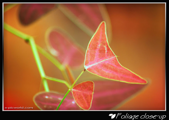 Foliage close up picture