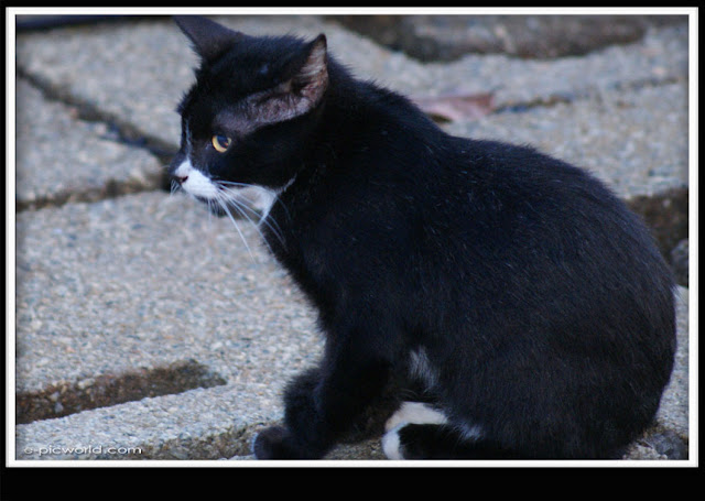 black and white cat picture