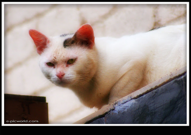 fat cat picture
