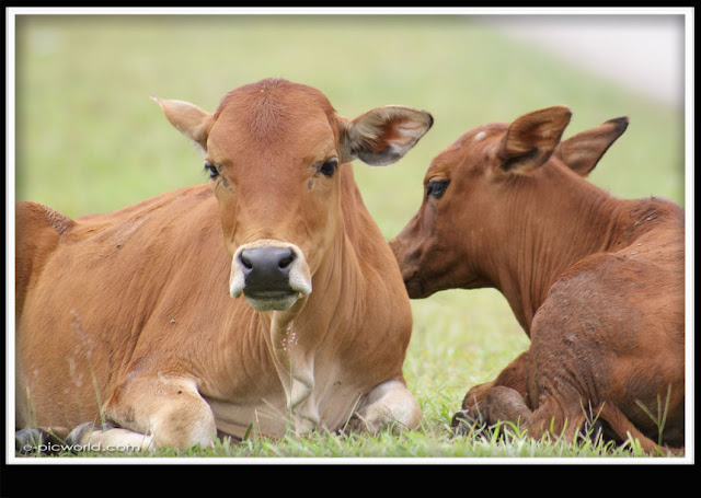 cows picture