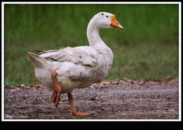 white goose picture