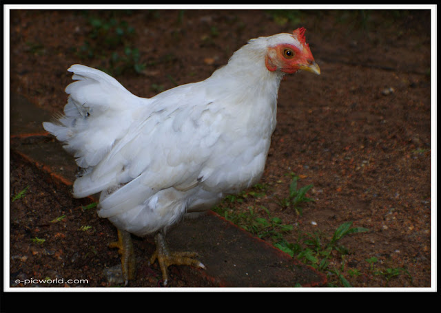 white small chicken picture