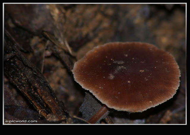 Mushrooms and fungi photo