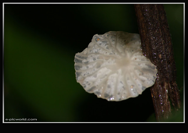 Mushrooms and fungi photo