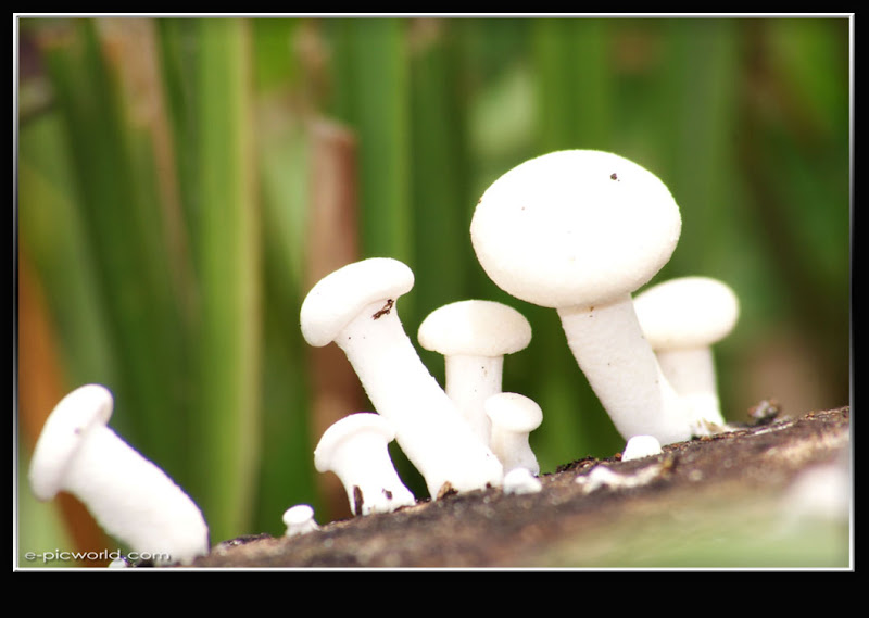 Mushrooms and fungi photo