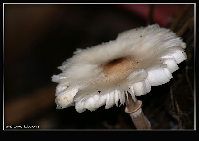 Mushrooms and fungi photo