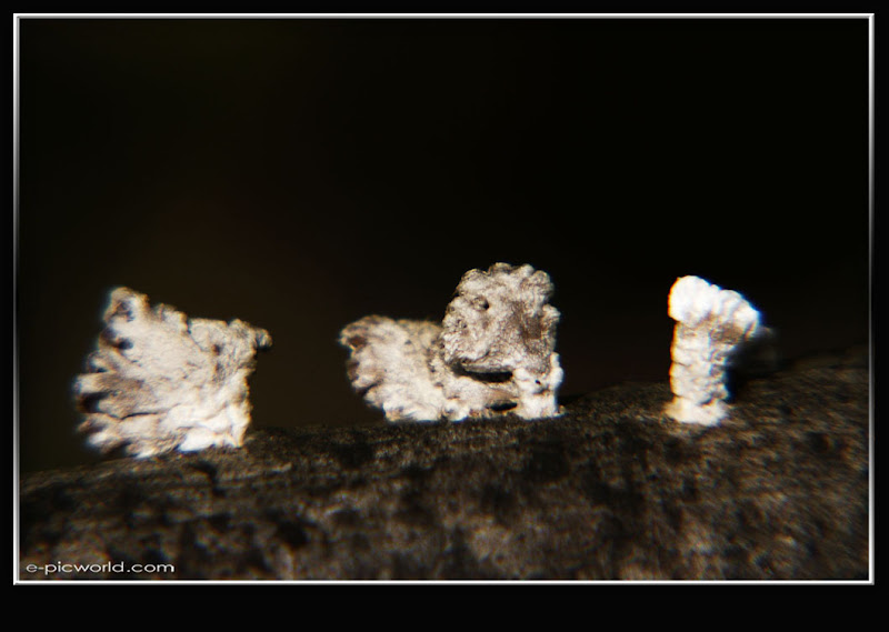 Mushrooms and fungi photo