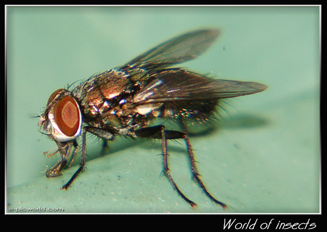 fly picture