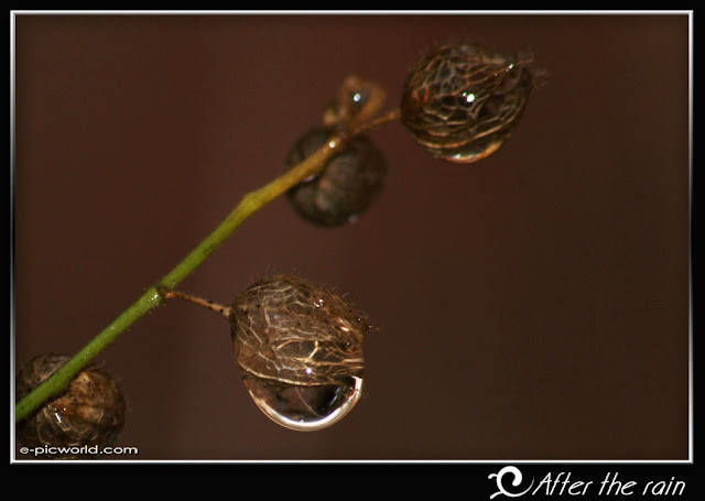 rain drops wallpaper picture