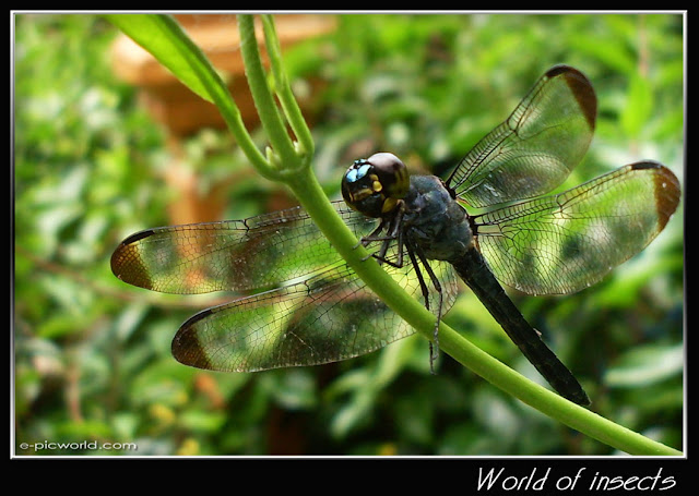 dragonfly picture