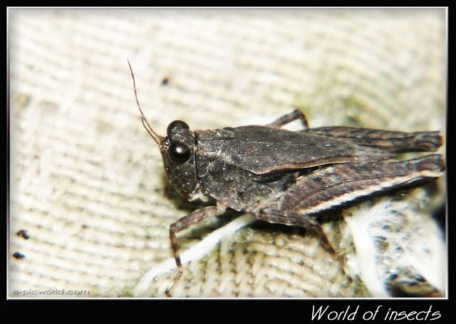 grasshopper picture