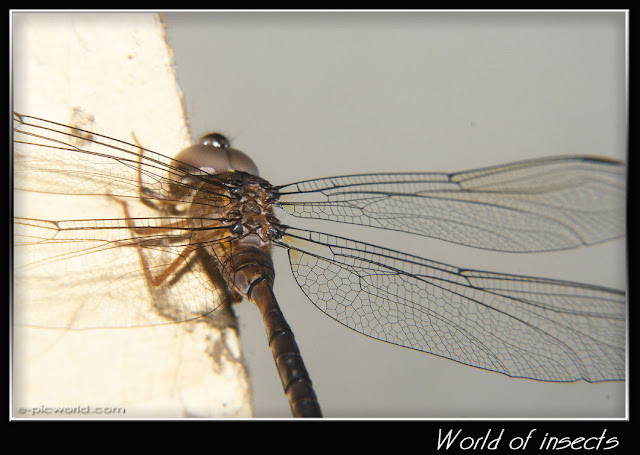 dragonfly picture