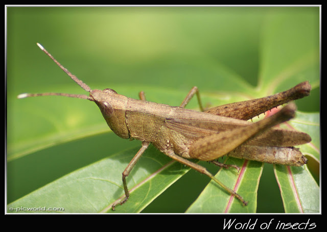 grasshopper picture