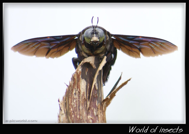 beetle picture