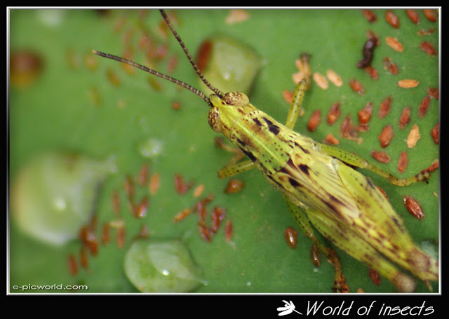 grasshopper picture