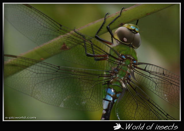 dragonfly picture