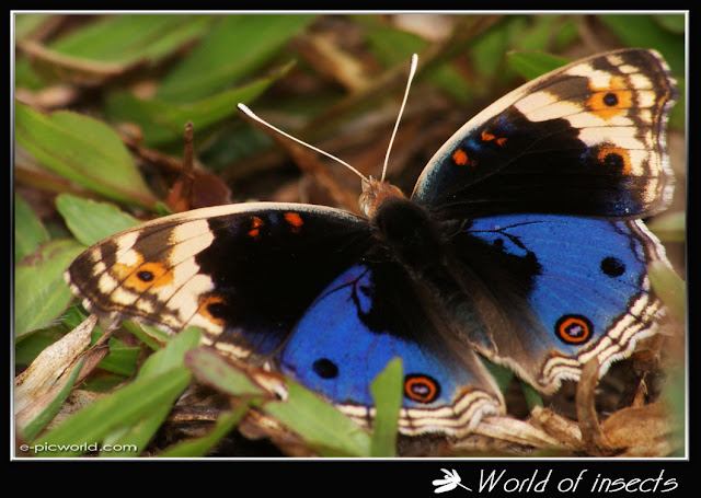 butterfly picture