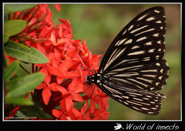 butterfly picture