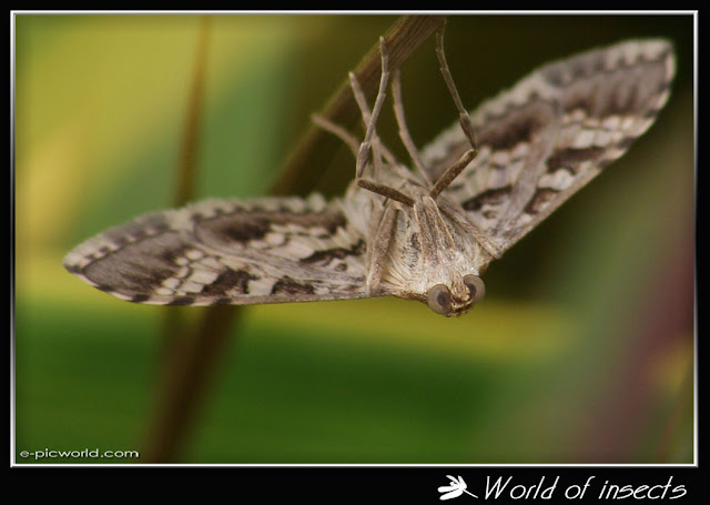 moth picture