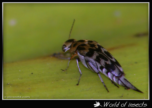 beetle picture