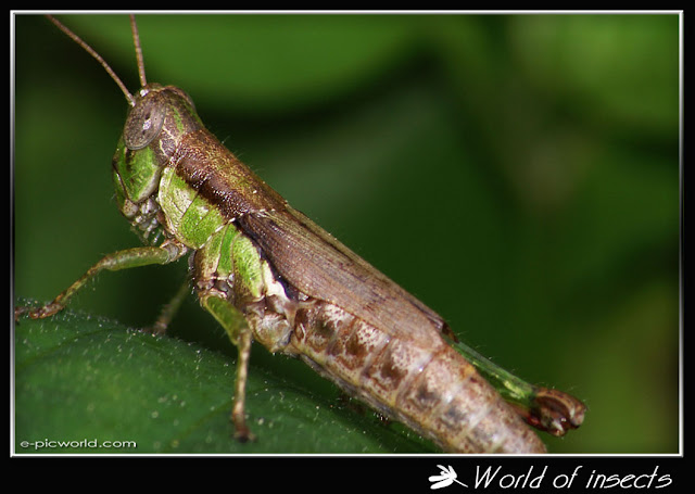 grasshopper picture