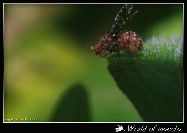fly