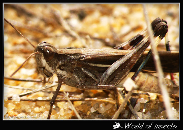 grasshopper picture