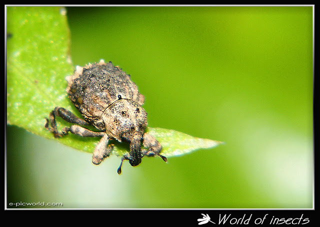 snout beetle picture