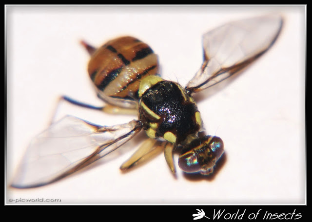 wasp picture