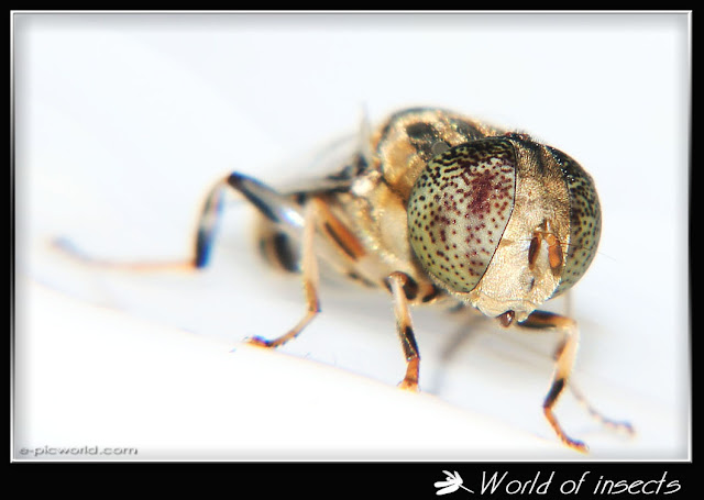 fly picture