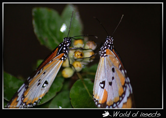 butterfly picture
