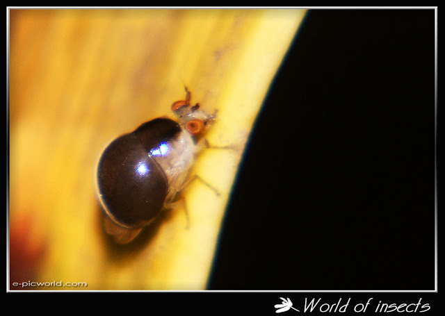 beetle picture