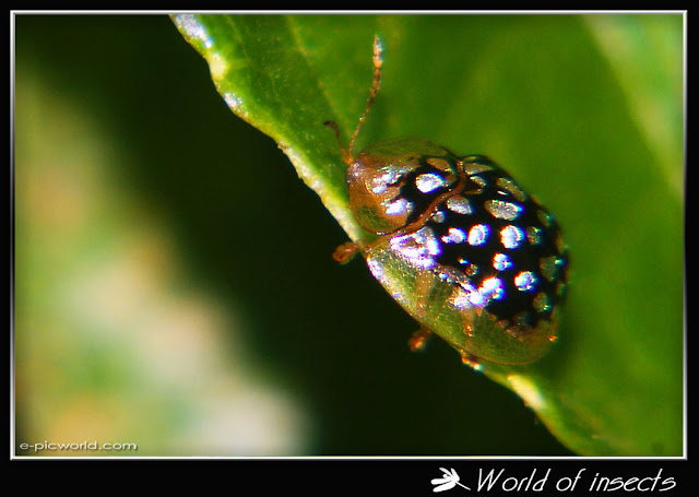 silver black mottled tortoise beetle picture