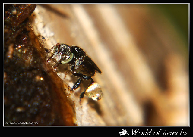wasp picture