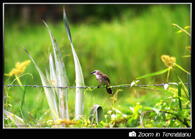 bird on a barb wire picture