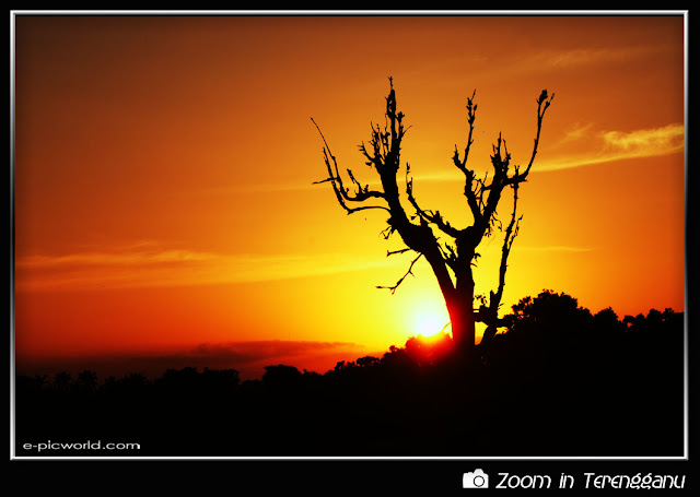 Sunset and tree silhouette