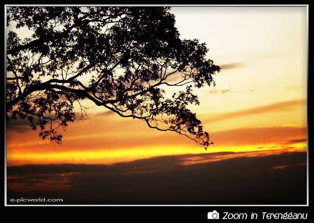 Sunset and tree silhouette