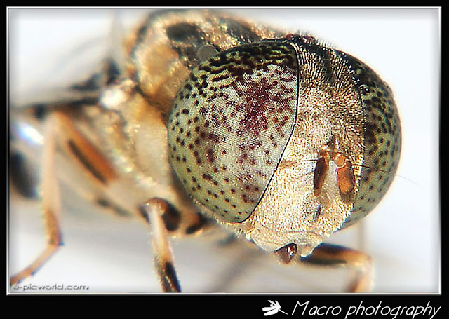 fly macro picture
